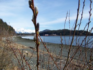 Pussy Willows, mountains & Cannery Cove