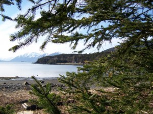 Looking across Portage Cove [Madsen's Cove] to the old Madsen property