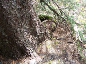 Mom would sit on  that curved root and sketch...or just look at the bay!