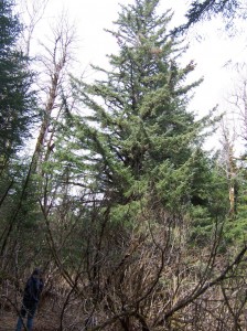 Old growth spruce, dogs sheltered under there.