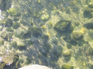 Hooligan, in the Chilkoot River